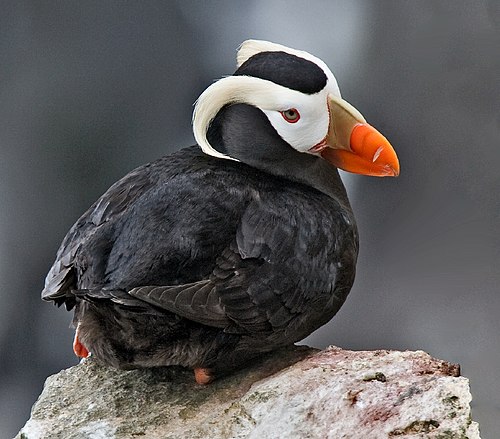 tufted puffin